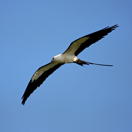 Swallow-tailed Kite (Everglades National Park)