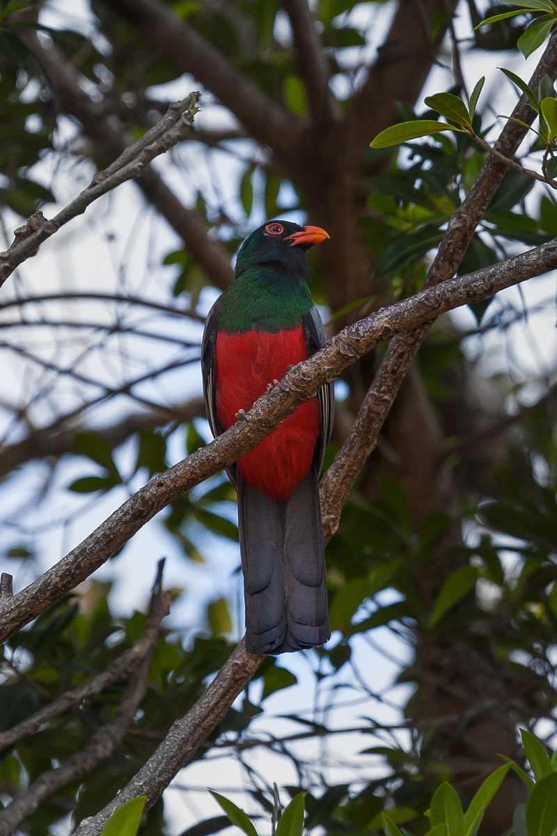 One of the more exciting avian residents to spot on the grounds is a Slaty-tailed Trogon, shown here.