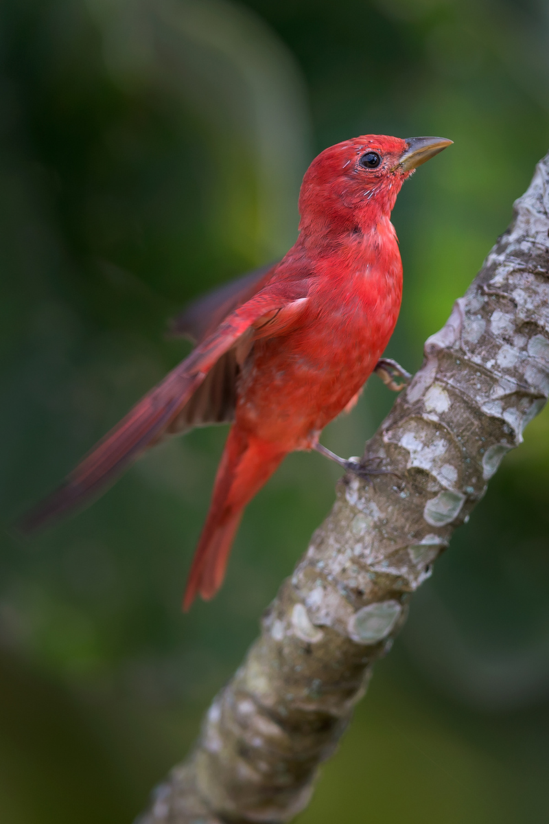 Summer Tanager (Gallery: Belize 2013: Bioluminescence)