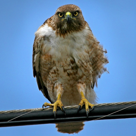 Red-tailed Hawk (3) (San Clemente Island)
