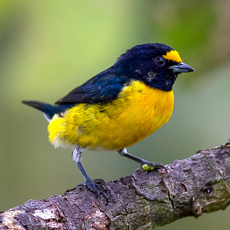 A gorgeous White-vented Euphonia posed for me... that name certainly does the species no justice.