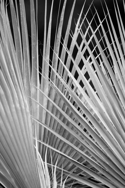 "Palm Fronds" (1)