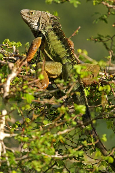 Green Iguana (Puerto Rico)