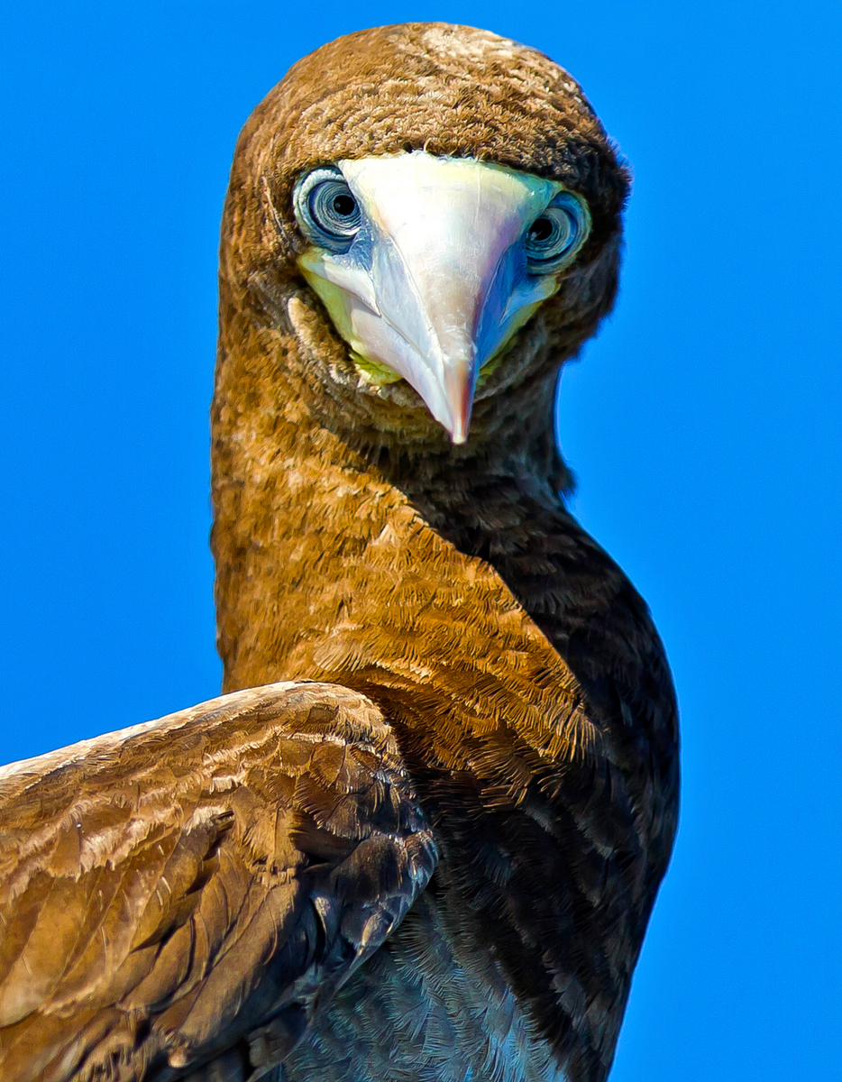 Brown Booby (1) (Belize)