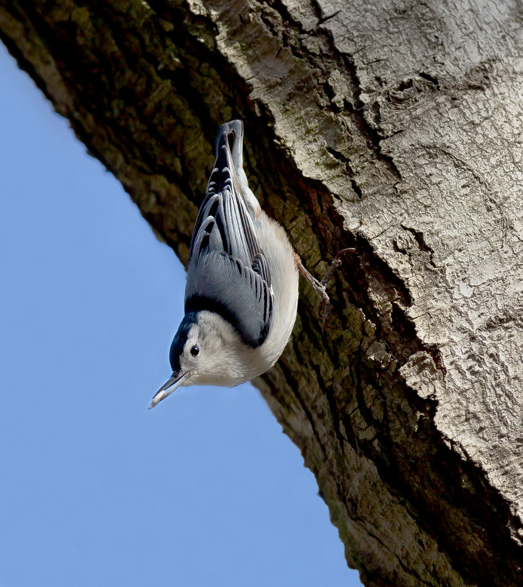 White-breasted Nuthatch (2) (Vienna)