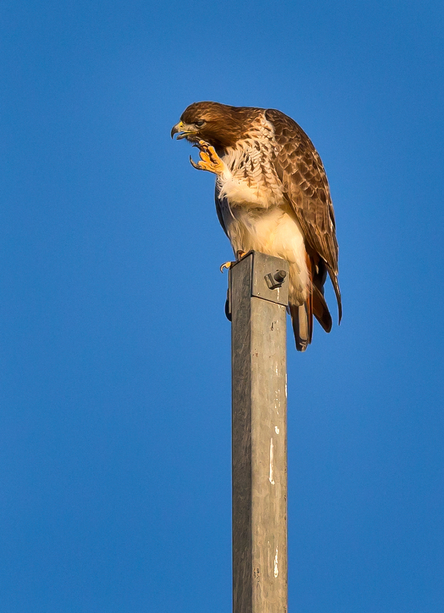 Red-tailed Hawk (2) (Centreville)