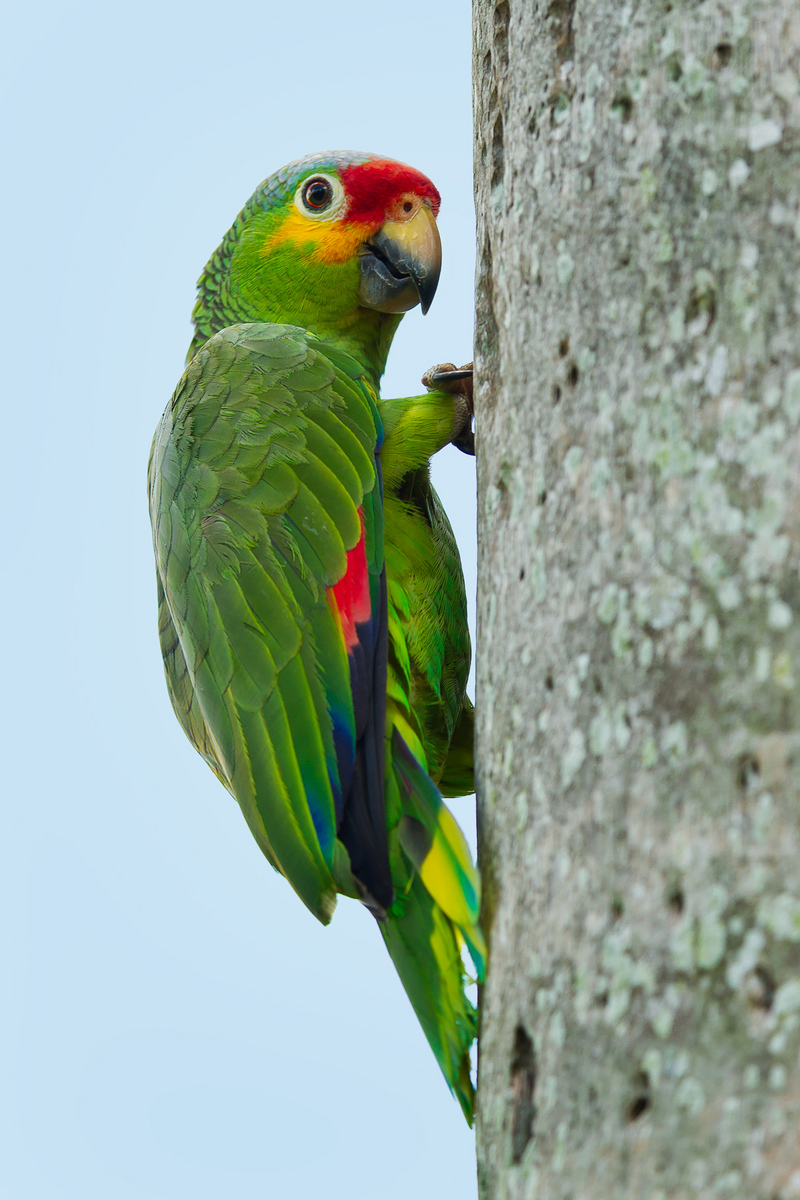 Red-lored Parrot (1) (Belize)