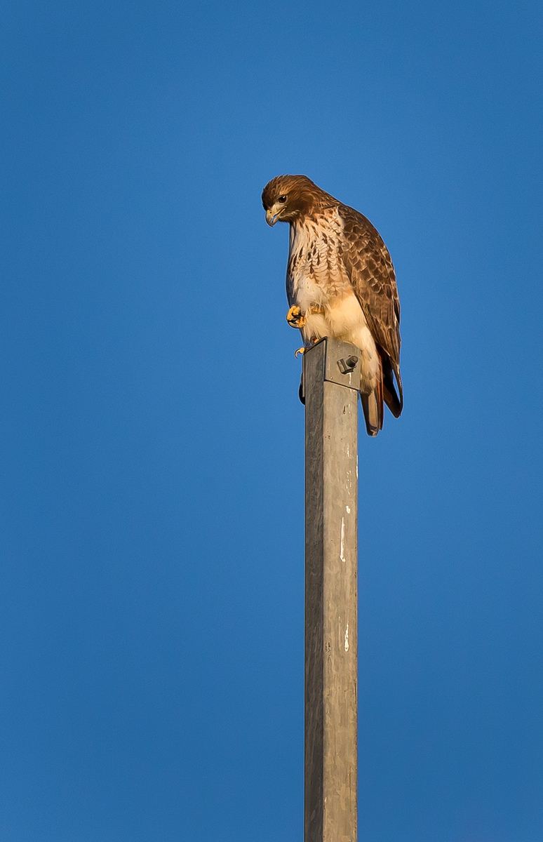 Red-tailed Hawk (1) (Centreville)