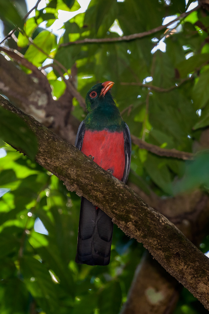 One of the more exciting avian residents to spot on the grounds is a Slaty-tailed Trogon, shown here.