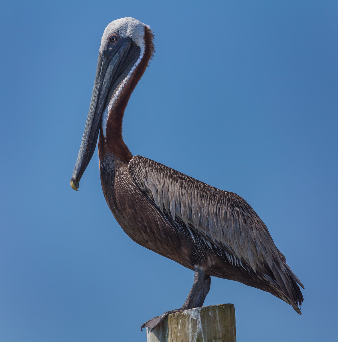 Close to the mouth of the river we see Caribbean Brown Pelicans like this adult male