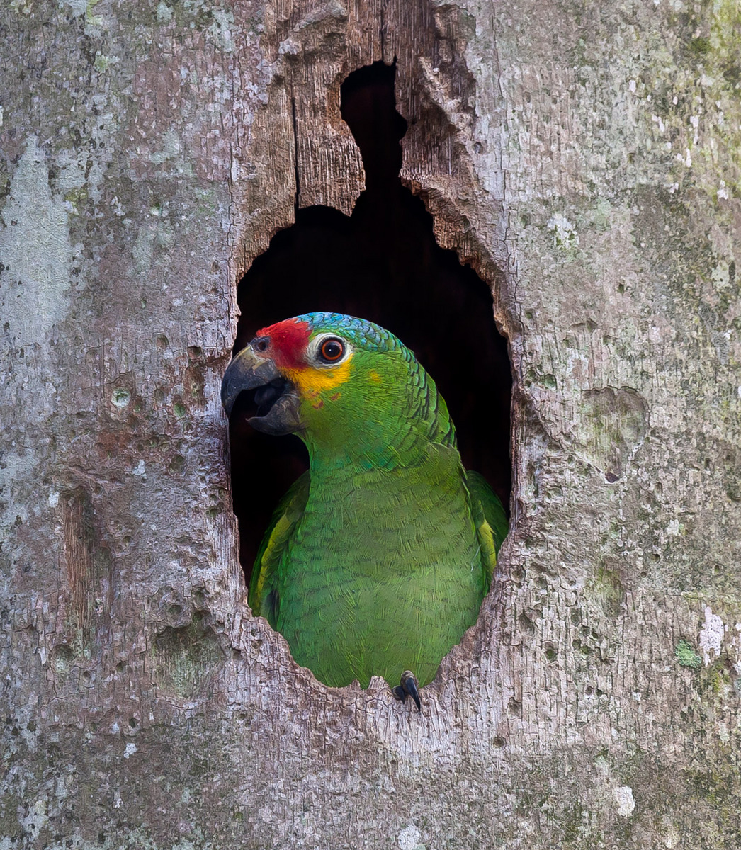 It's breeding season for the Red-Lored Parrots of Possum Point! I love watching them inspect tree cavities for potential nesting sites