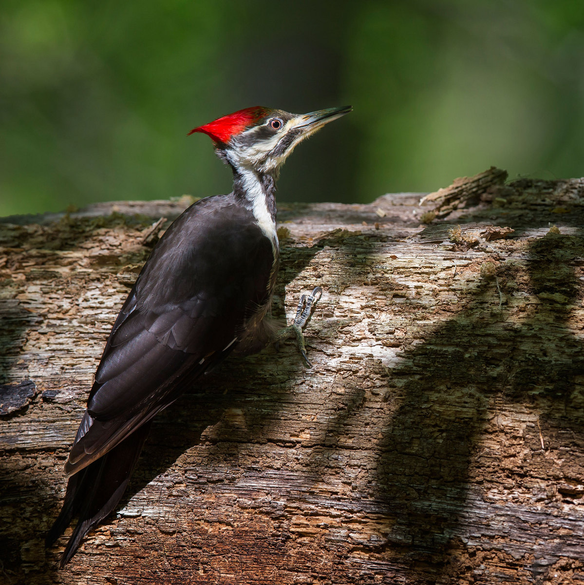 A female Pileated Woodpecker poses for me after landing on a rotting tree trunk.

District of Columbia 
Rock Creek Park "Maintenance Yard"

May 2015
