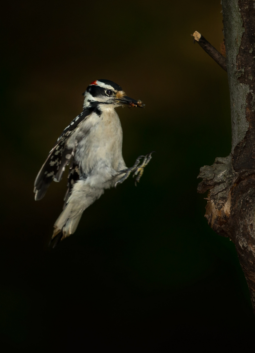 The male Hairy Woodpecker brings a Hymenopteran insect in to the nest.

District of Columbia 
Rock Creek Park "Maintenance Yard"

May 2015