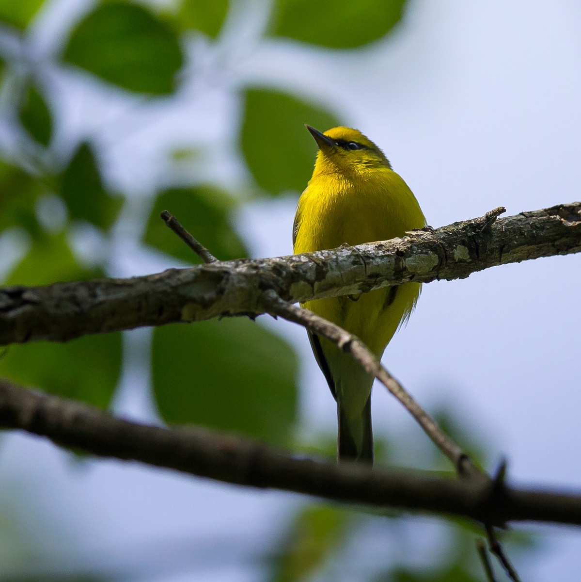 This is the best shot I could get of an elusive  Blue-Winged Warbler

District of Columbia 
Rock Creek Park "Maintenance Yard"

May 2015