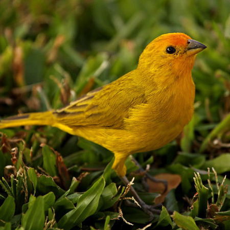 Saffron Finch (Non-native, Hawai'i)
