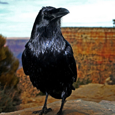 Common Raven (2) (Grand Canyon National Park)
