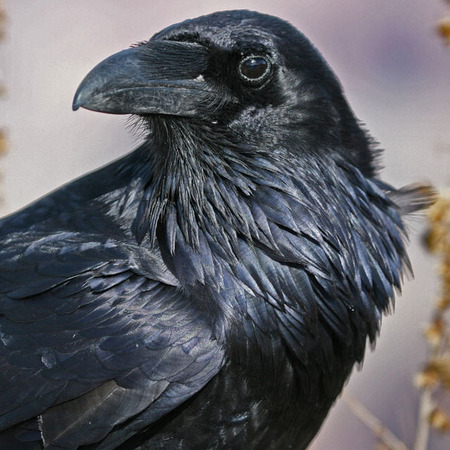 Common Raven (1) (Grand Canyon National Park)