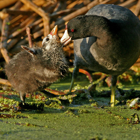 American Coots, mother preening young (San Diego)
