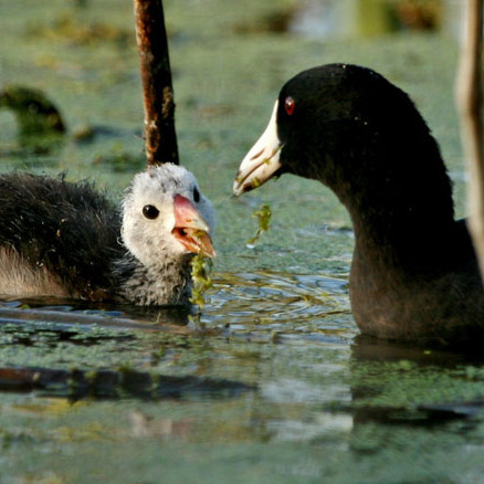 American Coots, mother feeding young (San Diego)