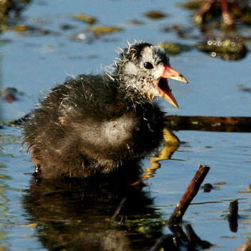 American Coot (San Diego)