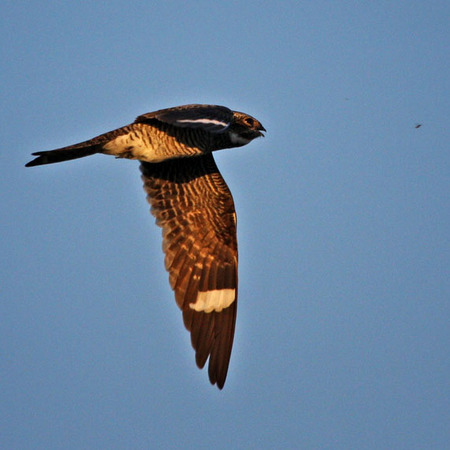 Common Nighthawk (Everglades National Park)