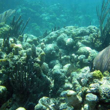 Belize Barrier Reef (5)