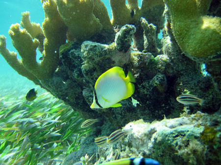 Belize Barrier Reef (4)