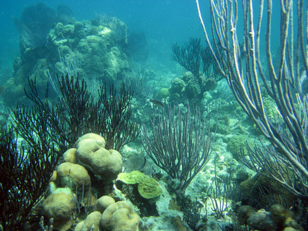 Belize Barrier Reef (1)