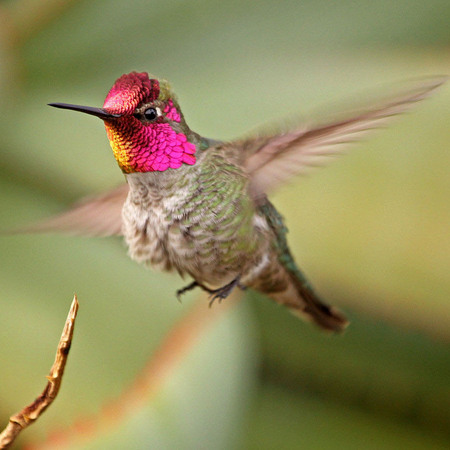 Anna's Hummingbird (4) (San Diego, California)