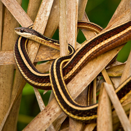 Eastern Ribbon 
Snake (Huntley Meadows)