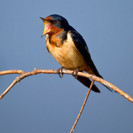 Barn Swallow (1) (Huntley Meadows)