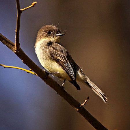 Eastern Phoebe (Woodend Nature Sanctuary)