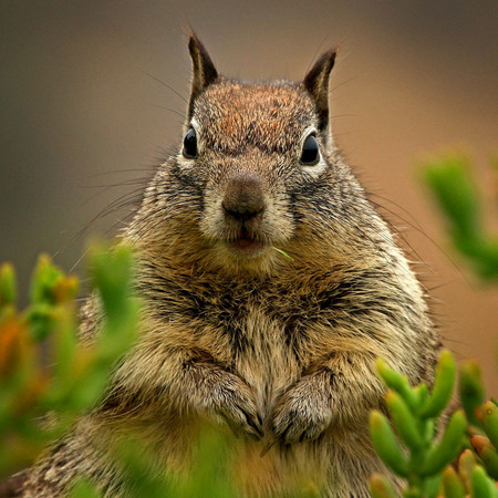 California Ground Squirrel (La Jolla)