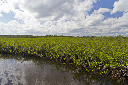 Dwarf mangrove forest adjacent to the inlet near the Caribbean- these are fully adult trees!