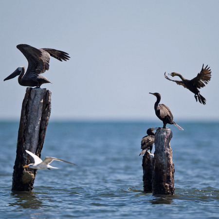 "The River mouth" (Atlantic Brown Pelican, Brown Boobies, Royal Tern & Neotropical Cormorant, Belize)