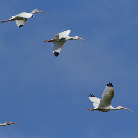 White Ibises flew overhead while we took depth and water chemistry measurements