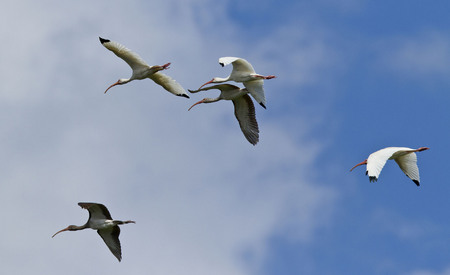 White Ibises flew overhead while we took depth and water chemistry measurements