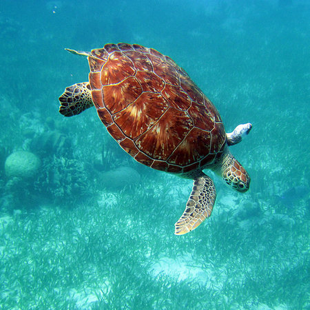 Green Sea Turtle (3) (Belize)

Conservation Status: IUCN Red List, Endangered
