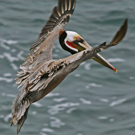 California Brown Pelican (2) (La Jolla, California)