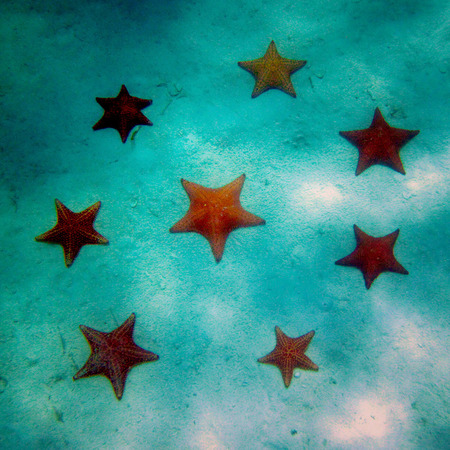 Seastars (3)