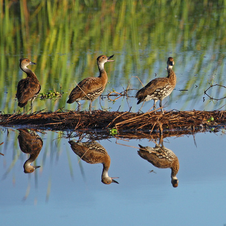 West Indian Whistling Ducks (1) (Puerto Rico)