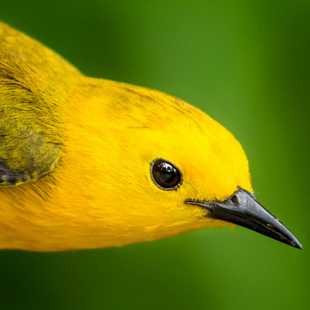 Prothonotary Warbler (7) (Huntley Meadows)