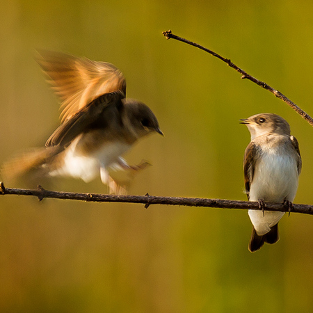 "Three Fledglings" (Northern Rough-winged Swallows, Huntley Meadows)