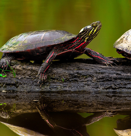 Male (left) and female (right) Painted Turtles (Huntley Meadows)