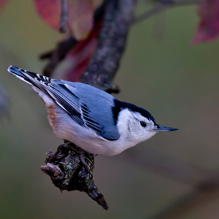 White-breasted Nuthatch

District of Columbia 
Rock Creek Park "Maintenance Yard"
 
September 2012