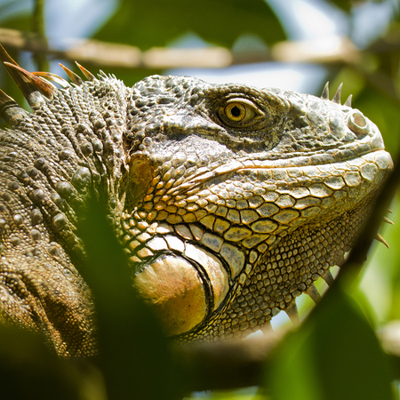Green Iguana (1) (Belize)