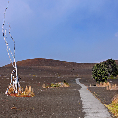 "Devastation Trail" (Site of 1939 eruption of Kilauea, Hawai'i)