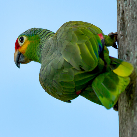 Red-lored Parrot (Belize)