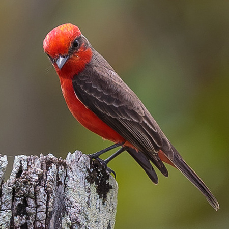 There weren't just Howler Monkeys at the sanctuary; incredible birds like this Vermilion Flycatcher tended to distract the birders in our tour group. 
(Vermilion Flycatcher 1)