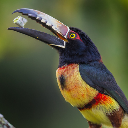 Next stop, San Ignacio. I got up early to have "breakfast with the birds" ... I was awestruck when three Collared Aracari Toucans arrived and calmly fed on the fruits of the Trumpet Tree just a few meters from the balcony.
